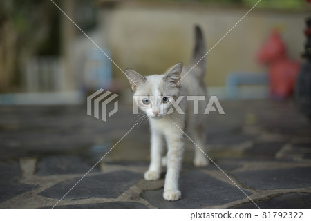 White kitten walking on concrete White kitten walking on concrete 81792322