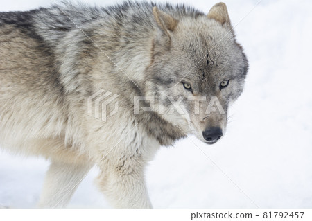 Wolf of Asahiyama Zoo Wolf of Asahiyama Zoo 81792457