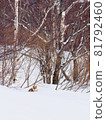 冬天的狐狸 81792460