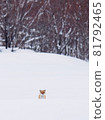 冬天的狐狸 81792465