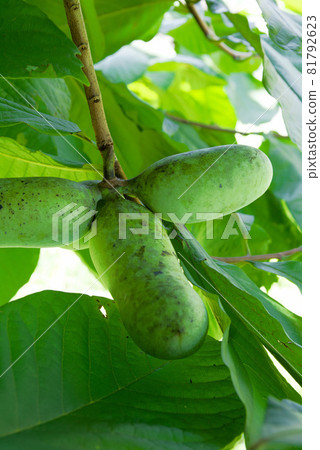 Phantom fruit popo Phantom fruit popo 81792623