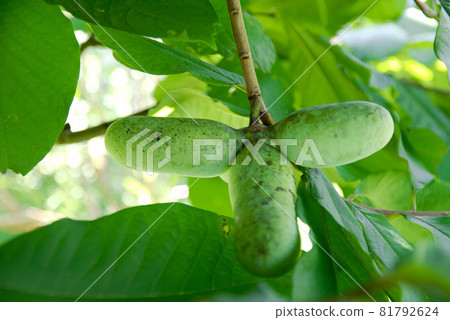 Phantom fruit popo Phantom fruit popo 81792624