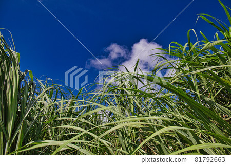 甘蔗和藍天 81792663