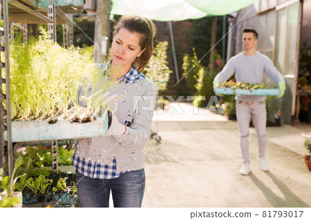 Two workers look after flowers in orangery 81793017