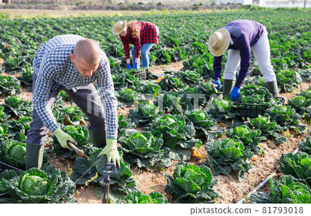 Man farmer picking green cabbage at a vegetable farm Man farmer picking green cabbage at a vegetable farm 81793018