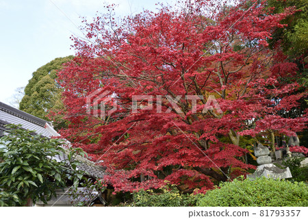 Kim commando Komyoji Temple Temple Obstetrician Kim commando Komyoji Temple Temple Obstetrician 81793357