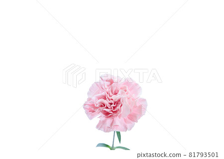 Bouquet carnation flower gift thank you perennial Bouquet carnation flower gift thank you perennial 81793501