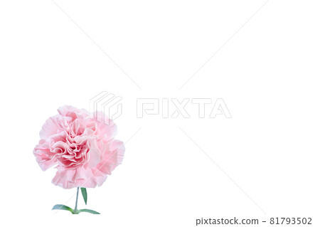 Bouquet carnation flower gift thank you perennial Bouquet carnation flower gift thank you perennial 81793502