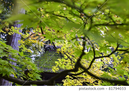 Honen-in gate 81794033