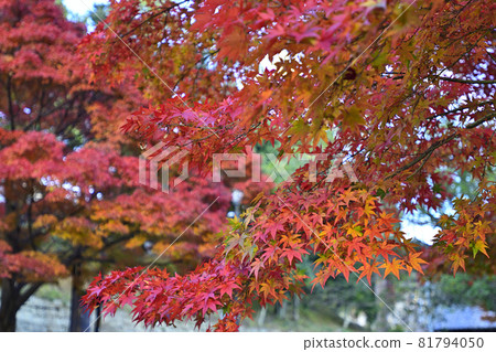 Kurodani Kimiwa Kwantoji猴門 Kurodani Kimiwa Kwantoji猴門 81794050