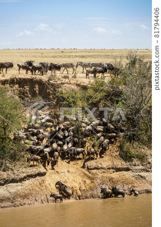 A magnificent view of the savanna where wildebeests move a lot while zebras watch (Maasai Mara National Reserve, Kenya) A magnificent view of the savanna where wildebeests move a lot while zebras watch (Maasai Mara National Reserve, Kenya) 81794406