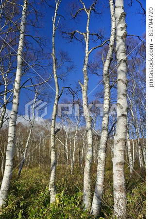 White birch forest of Yachiho Plateau White birch forest of Yachiho Plateau 81794720