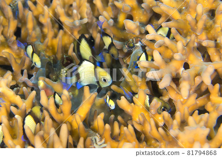 Two Stripe Damselfish, Lembeh, North Sulawesi, Indonesia Two Stripe Damselfish, Lembeh, North Sulawesi, Indonesia 81794868