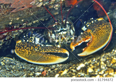 European Lobster, Cabo Cope Puntas del Calnegre Natural Park, Spain 81794872