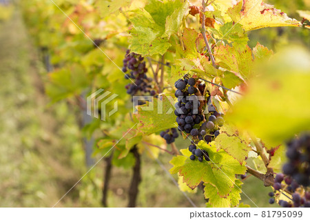 Red grapes on vine stock at wine yard. Planting in the organic vineyard farm to produce the red wine 81795099