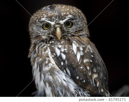 pearl spotted owlet isolated on black 81795271