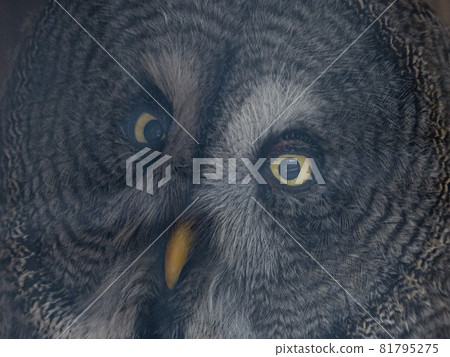 Great grey owl strix nebulosa bird close up eyes portrait Great grey owl strix nebulosa bird close up eyes portrait 81795275