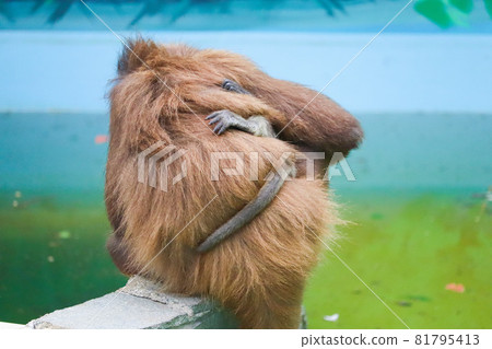 Brown spider monkey parent and child Gyu 81795413