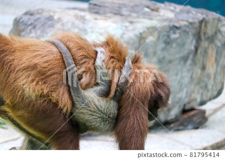 Parent and child of brown spider monkey 81795414