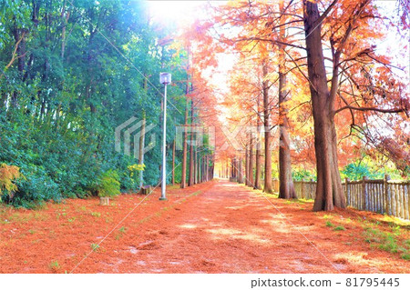 大阪府和泉市小明池的秋景 大阪府和泉市小明池的秋景 81795445