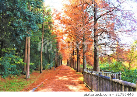 大阪府和泉市小明池的秋景 大阪府和泉市小明池的秋景 81795446