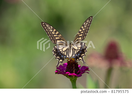 Swallowtail butterfly that sticks to the flower 81795575