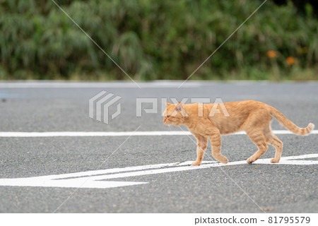 貓過馬路 81795579