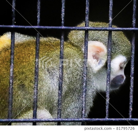 Common squirrel monkey Common squirrel monkey 81795726