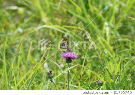 Ulla Gin Hyumon sucking thistle's nectar Ulla Gin Hyumon sucking thistle's nectar 81795740