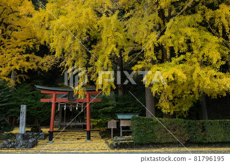 岩戶落葉神社的銀杏樹 81796195