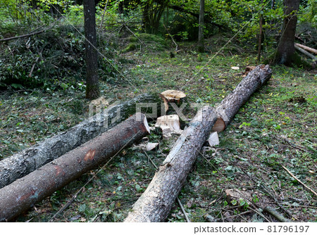 Deforestation forest and Illegal logging. Cutting trees.  81796197