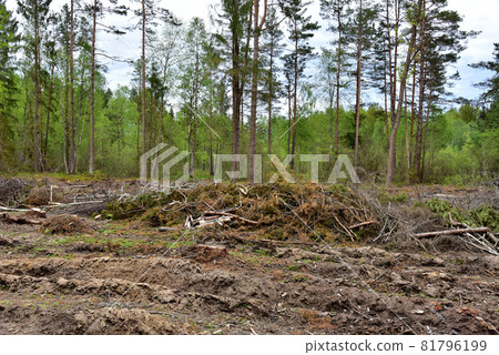 Felled spruces trees in forest. Deforestation and Illegal Logging, illegal timber. 81796199