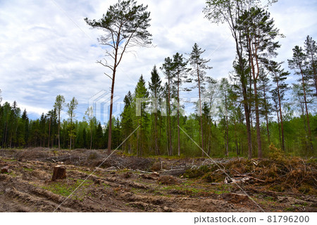 Felled spruces trees in forest. Deforestation and Illegal Logging, illegal timber. Felled spruces trees in forest. Deforestation and Illegal Logging, illegal timber. 81796200