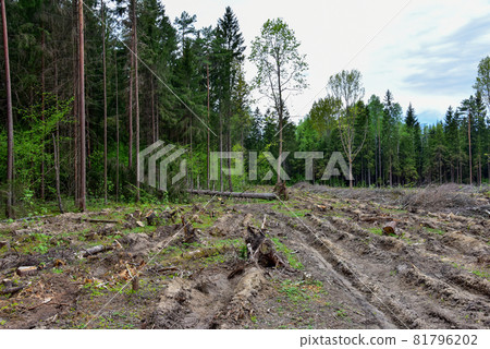 Felled spruces trees in forest. Deforestation and Illegal Logging, illegal timber. Felled spruces trees in forest. Deforestation and Illegal Logging, illegal timber. 81796202