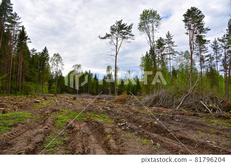 Felled spruces trees in forest. Deforestation and Illegal Logging, illegal timber. 81796204