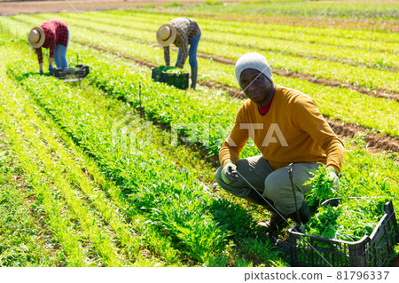 Focused male farmer picking arugula leaf greens Focused male farmer picking arugula leaf greens 81796337