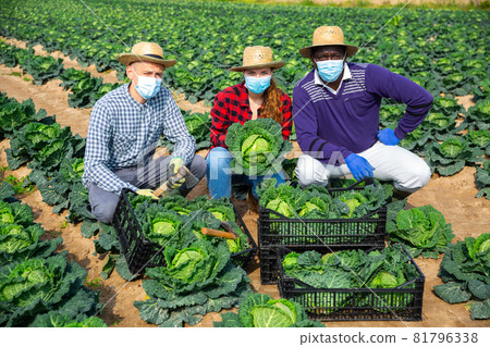 Farmers in protective mask posing with cabbage 81796338