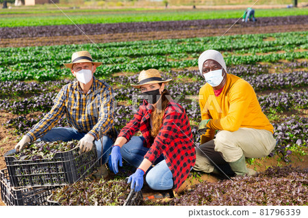 Three farmers posing on leaf vegetables field Three farmers posing on leaf vegetables field 81796339