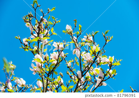 Flowering magnolia branches against perfectly clear blue sky Flowering magnolia branches against perfectly clear blue sky 81796391