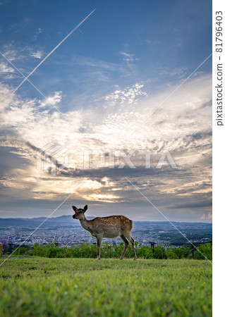 Twilight and deer on Mt. Wakakusa in Nara 81796403