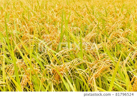 金黃的稻穗海洋 81796524