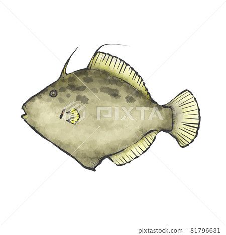 Japanese style hand-drawn illustration of Kawahagi Japanese style hand-drawn illustration of Kawahagi 81796681