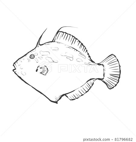 Japanese style hand-drawn line art illustration of Kawahagi Japanese style hand-drawn line art illustration of Kawahagi 81796682