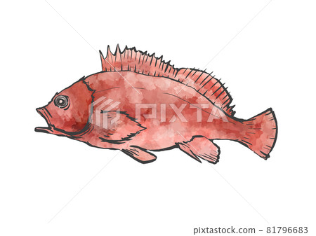 Japanese style hand-drawn illustration of scorpion fish Japanese style hand-drawn illustration of scorpion fish 81796683