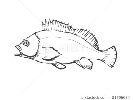 Japanese style hand-drawn line art illustration of scorpion fish Japanese style hand-drawn line art illustration of scorpion fish 81796684