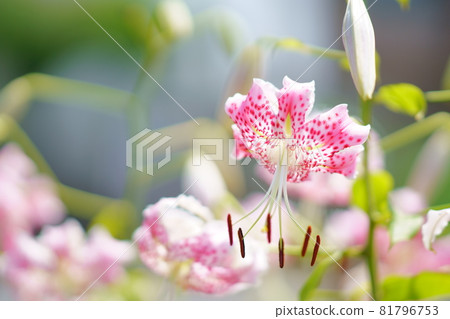 Yuri Kanoko 81796753