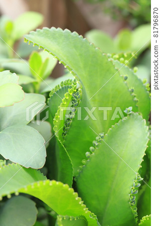 Mother leaf tree with many buds Mother leaf tree with many buds 81796870