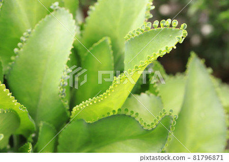 Mother leaf tree with many buds Mother leaf tree with many buds 81796871