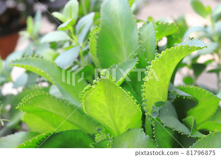 Mother leaf tree with many buds 81796875