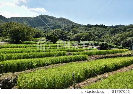在Ishibe的稻田 在Ishibe的稻田 81797065